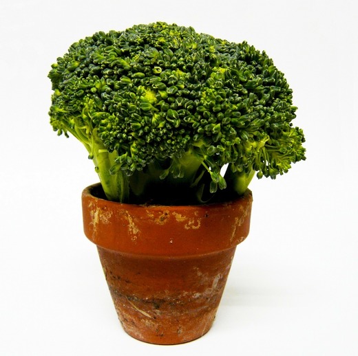 broccoli-315593_1280.jpg