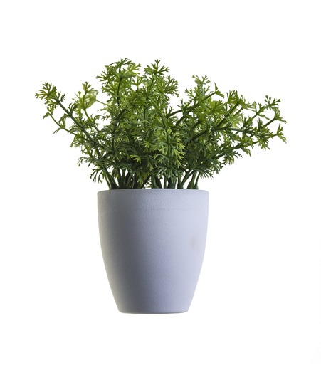 Klejicha hedvábná - Asclepias syriaca